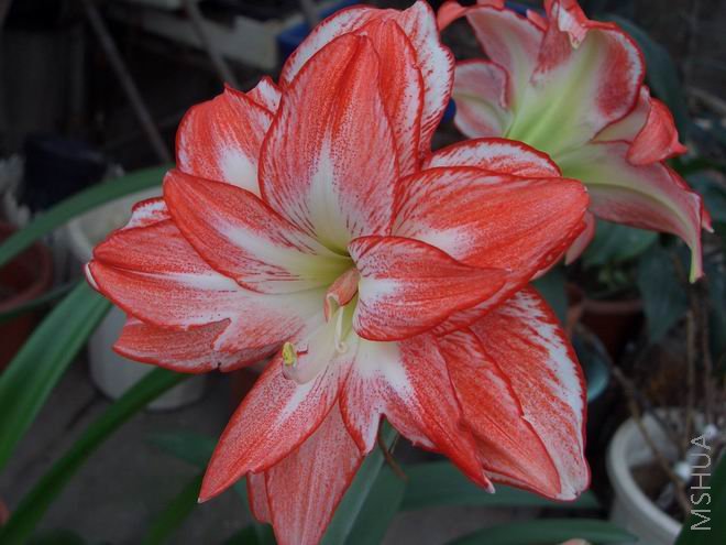 ���� CIMG4084.JPG