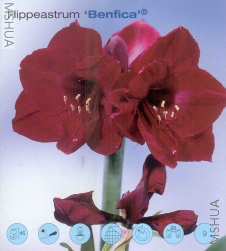 Benfica ���ƿ�