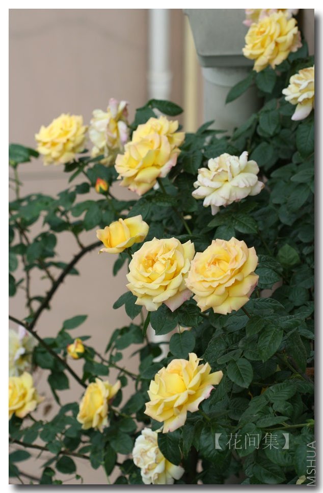 IMG_0306 ����.jpg