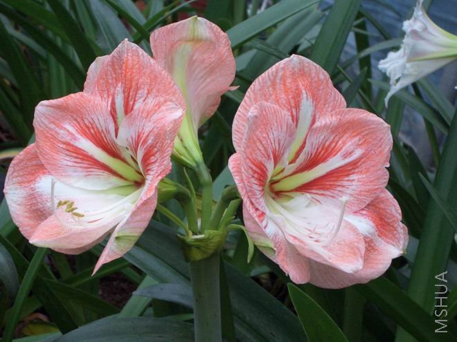 ���� CIMG4126.JPG