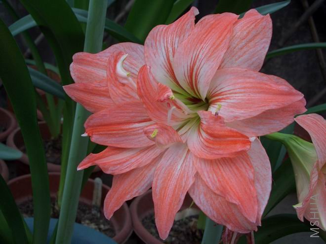 ���� CIMG4081.JPG