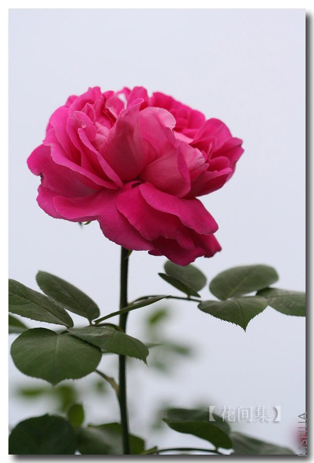 IMG_0506 ����.jpg