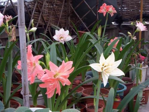 ���� CIMG4096.JPG