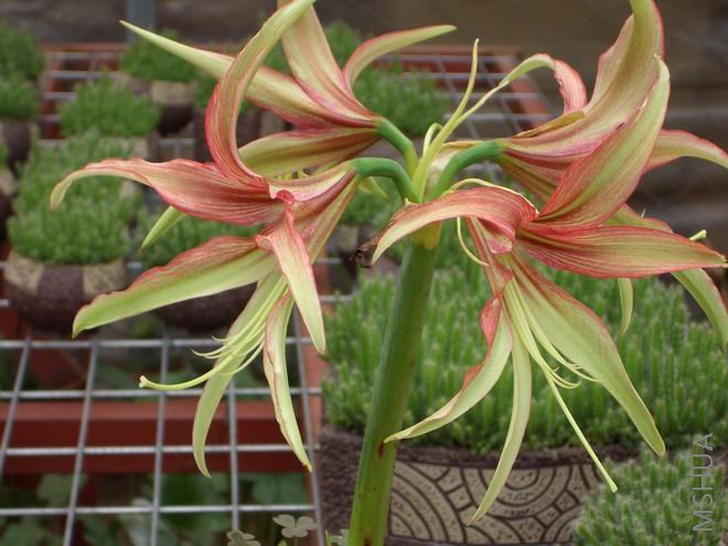 ���� CIMG4122.JPG