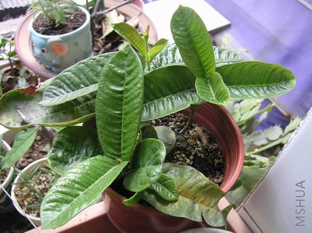 ��Ǥ�����׻�