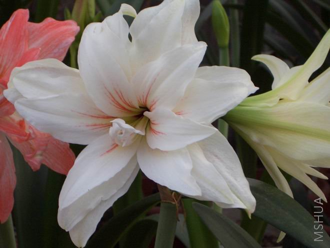 ���� CIMG4115.JPG