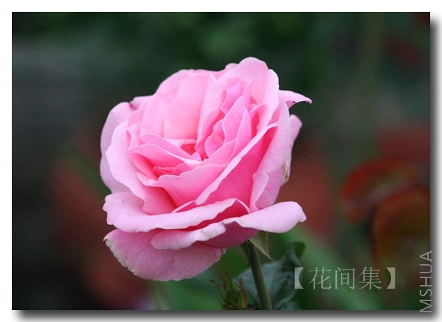 IMG_0539 ����.jpg