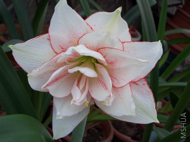 ���� CIMG4094.JPG