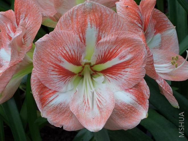 ���� CIMG4127.JPG