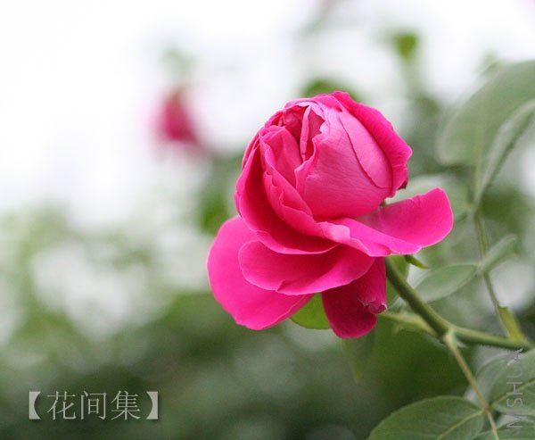 IMG_0476 ����.jpg