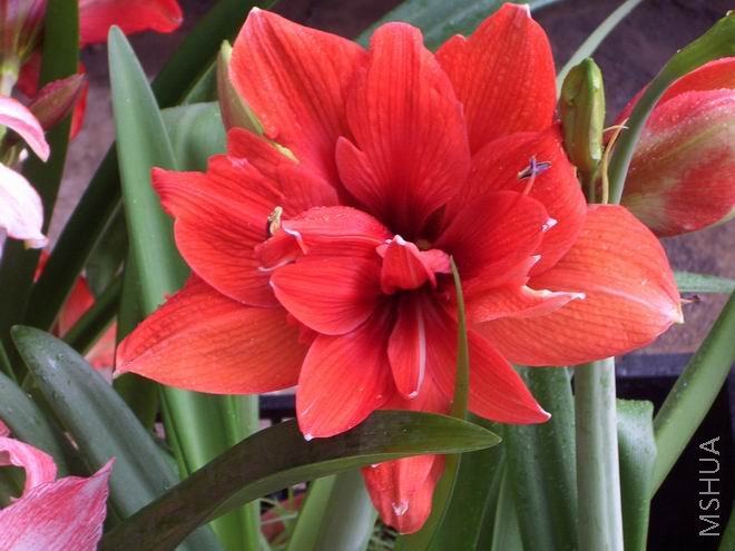 ���� CIMG4121.JPG