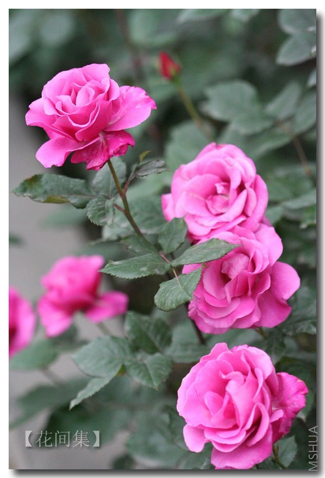 IMG_0510 ����.jpg