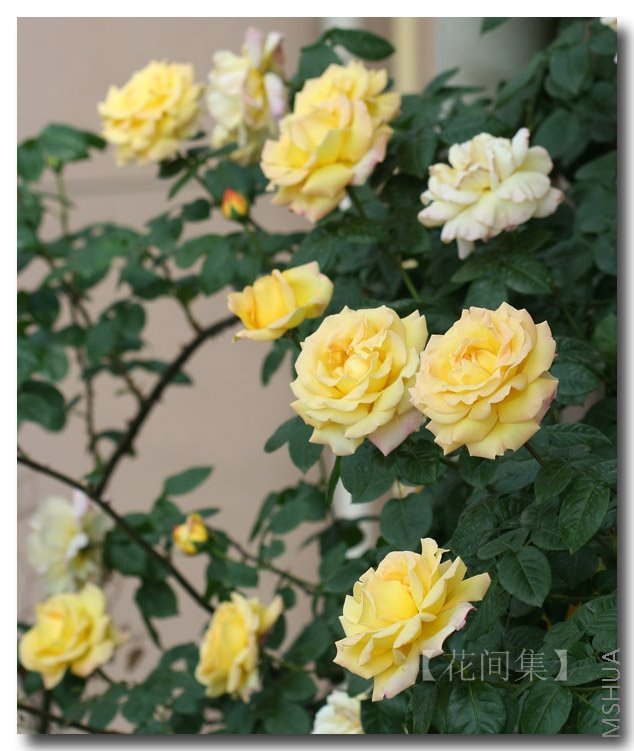 IMG_0307 ����.jpg