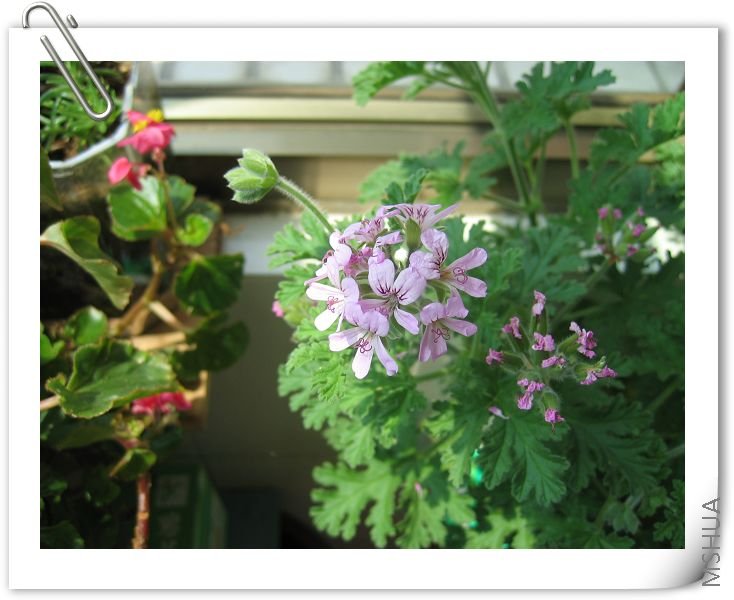 ���ڻ��� ���.jpg