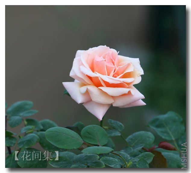 IMG_0757 ����.jpg