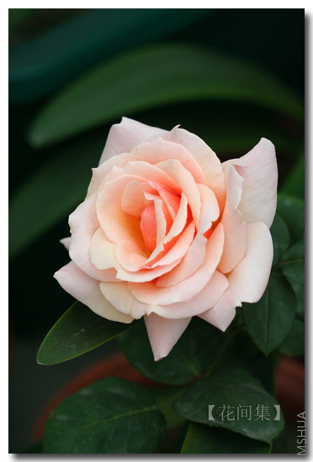 IMG_0554 ����.jpg