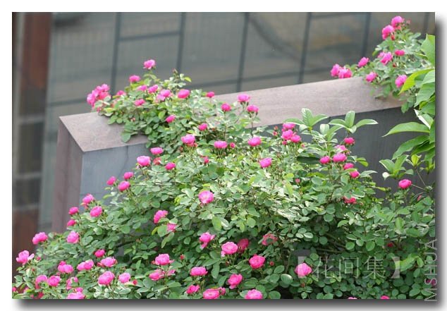 IMG_0689 ����.jpg