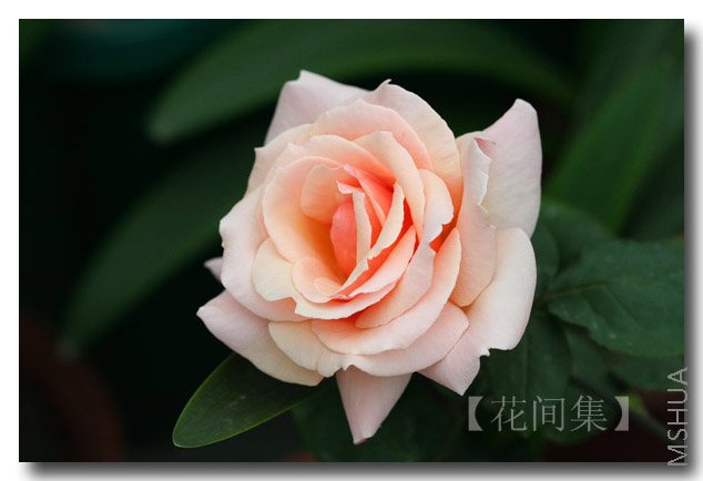 IMG_0552 ����.jpg