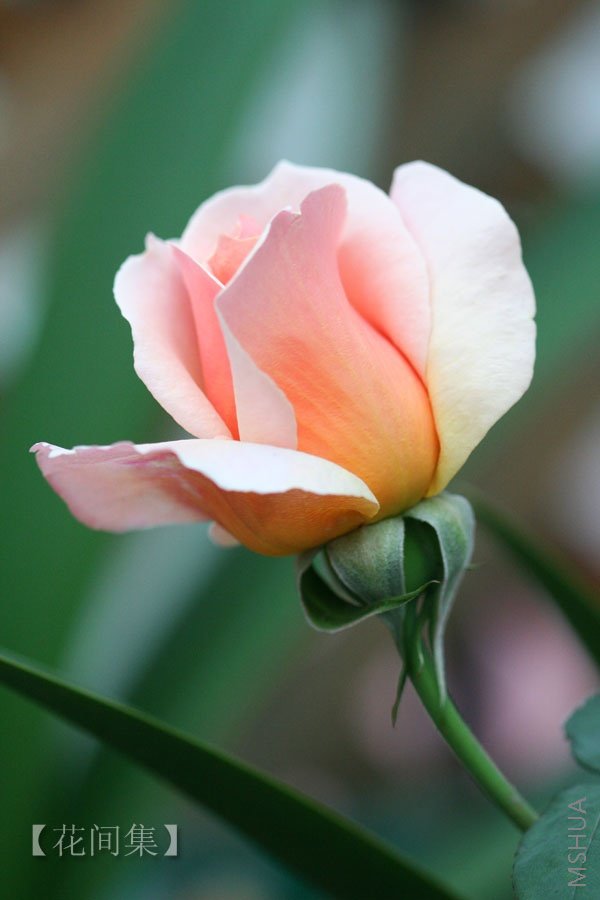 IMG_0480 ����.jpg