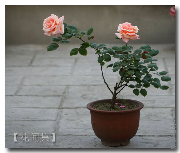 IMG_0770 ����.jpg