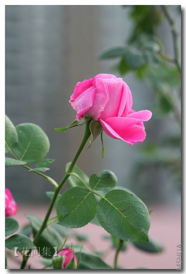 IMG_0630 ����.jpg