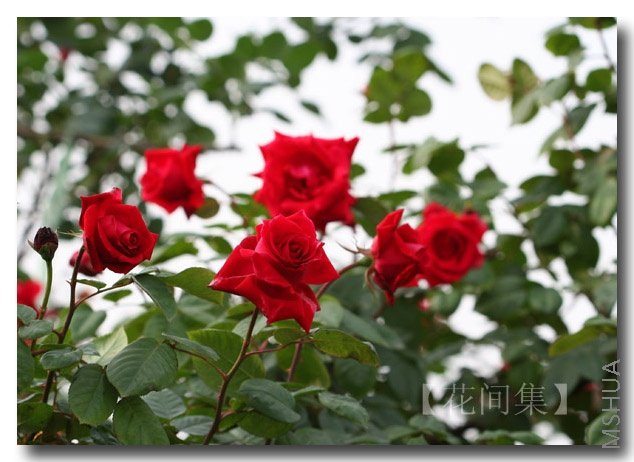 IMG_0671 ����.jpg