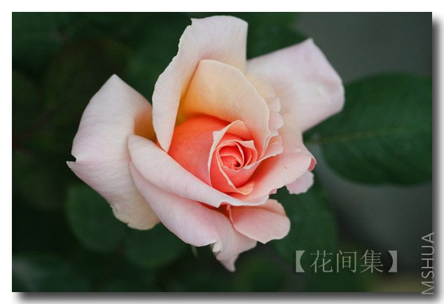 IMG_0557 ����.jpg