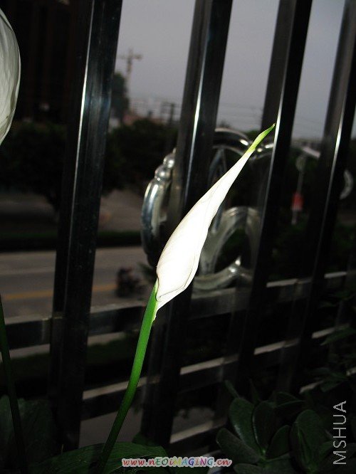 IMG_2784.JPG