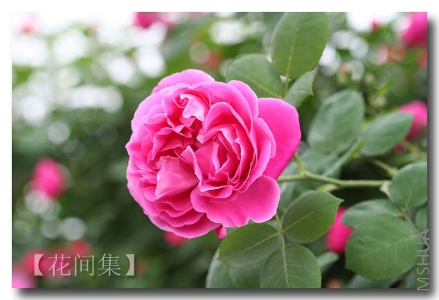 IMG_0618 ����.jpg