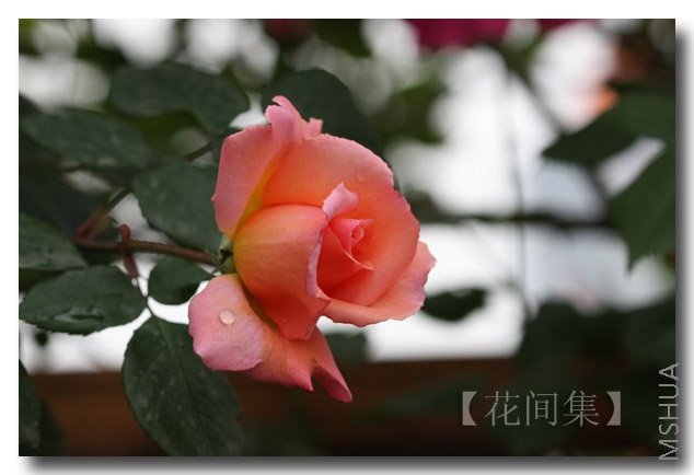 IMG_2096 ����.jpg