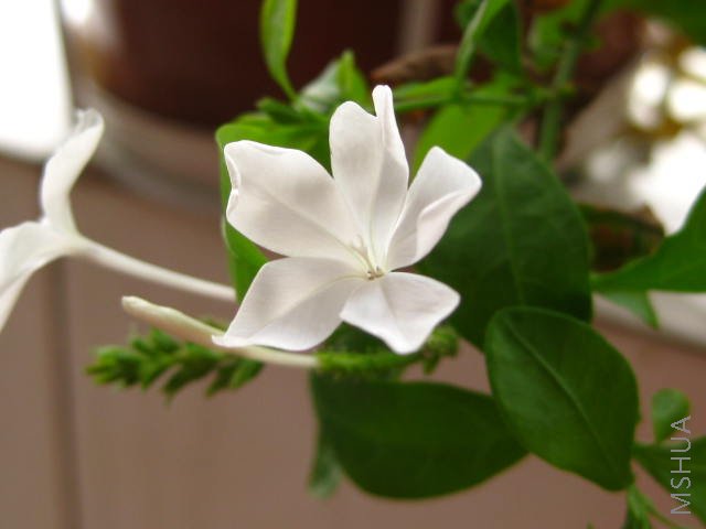 ��ѩ��ѩ��Ҳ����