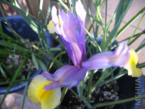 IMG_2817.JPG