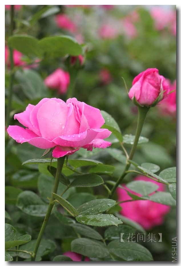 IMG_2086 ����.jpg