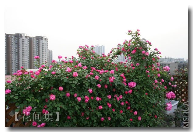 IMG_1134 ����.jpg