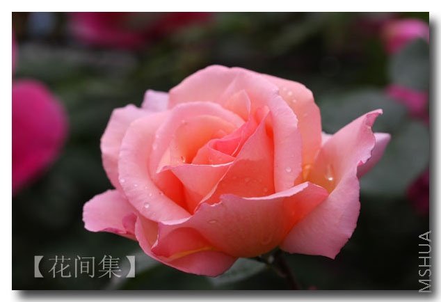 IMG_2094 ����.jpg