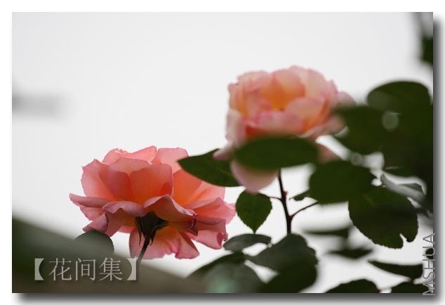 IMG_2194 ����.jpg