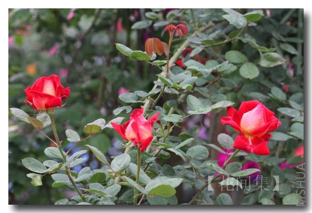 IMG_2123 ����.jpg