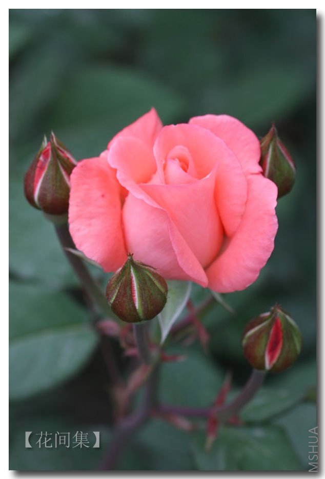 IMG_2071 ����.jpg