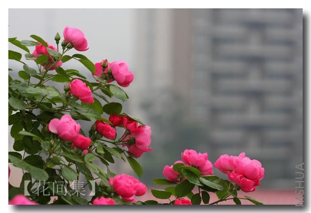 IMG_2060 ����.jpg