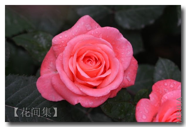 IMG_2074 ����.jpg