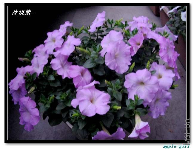 ��Ƭ20080421 001.jpg