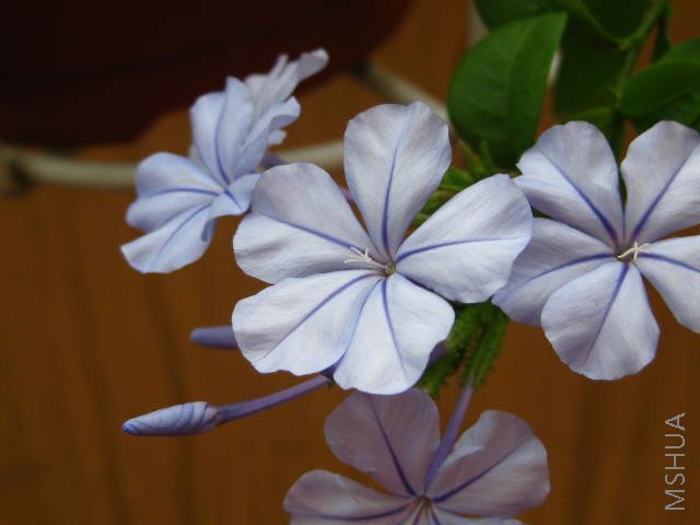 ��ѩ��ѩ�Ұ���