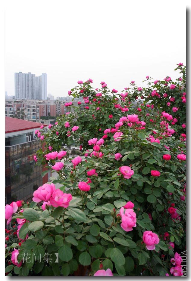 IMG_1137 ����.jpg