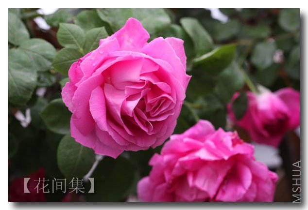 IMG_2090 ����.jpg