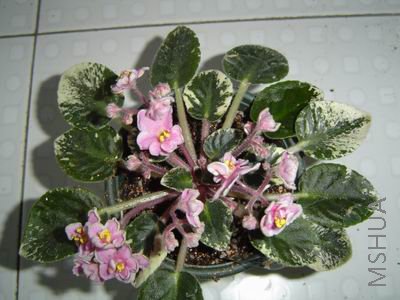 ������С DSC01564.JPG