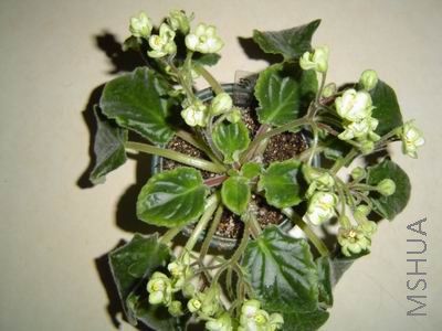 ������С DSC01550.JPG