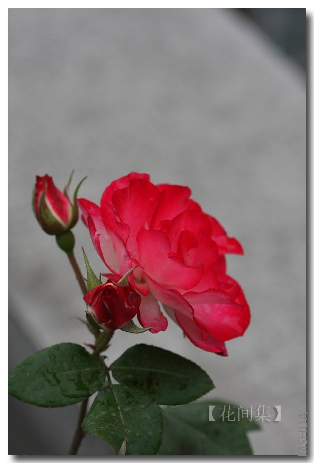 IMG_2128 ����.jpg