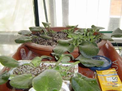 ������С DSC01514.JPG