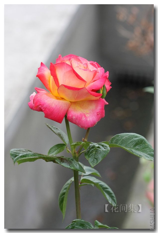 IMG_2110 ����.jpg