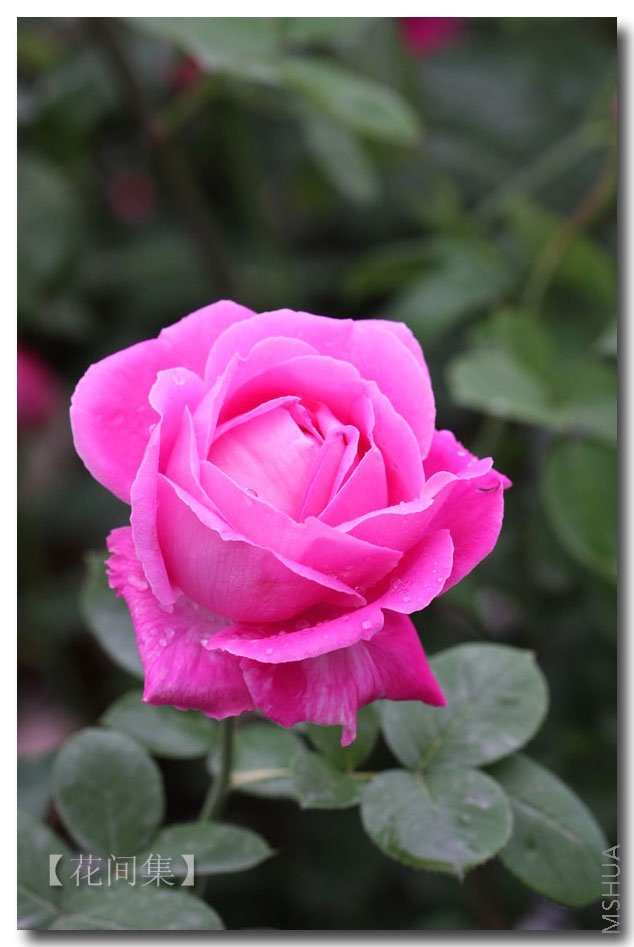 IMG_2084 ����.jpg